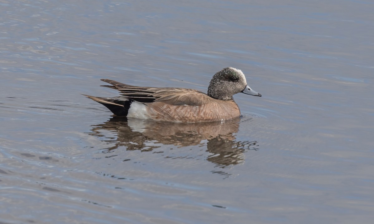 American Wigeon - Paul Fenwick