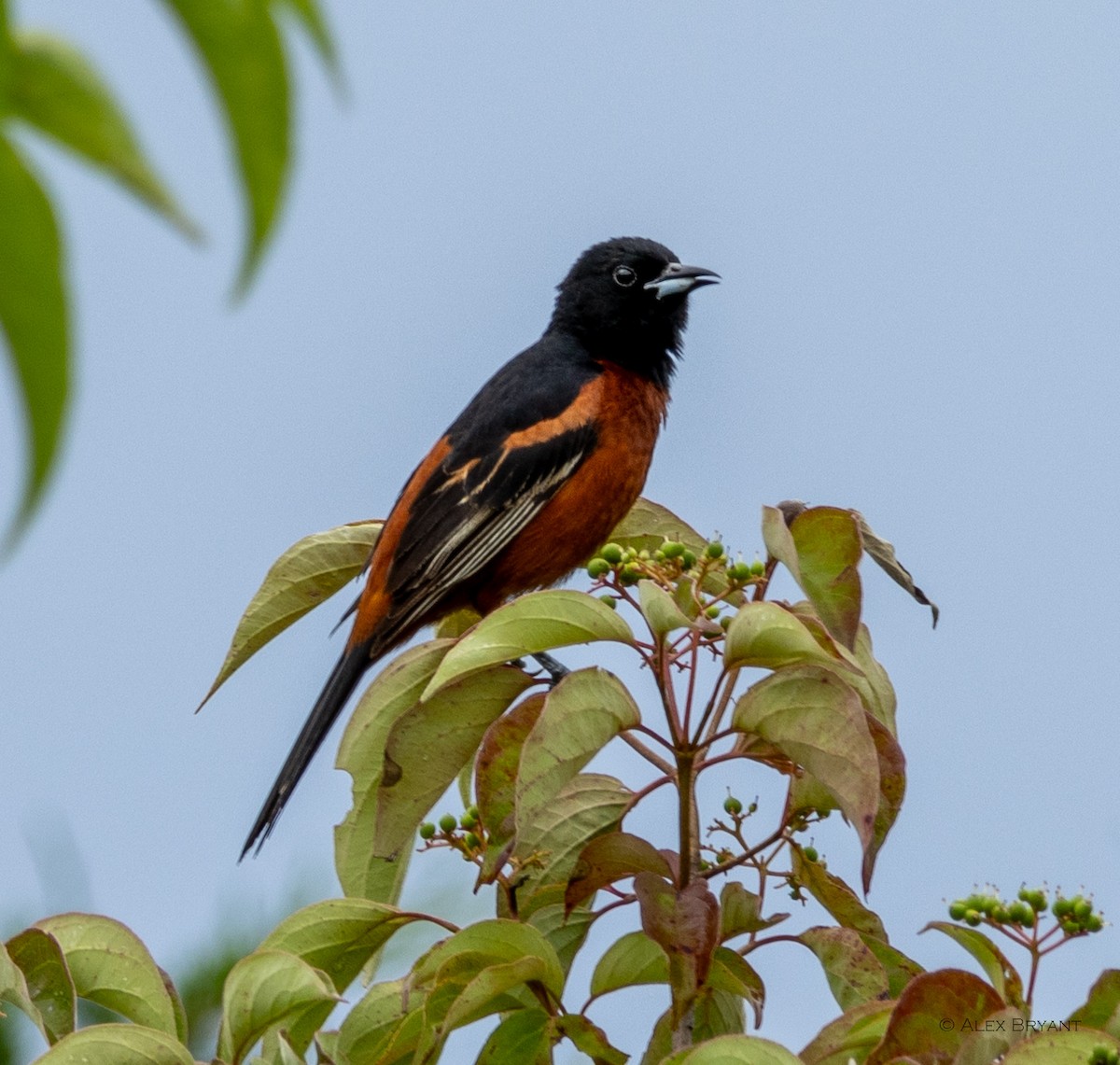 Orchard Oriole - ML620232493