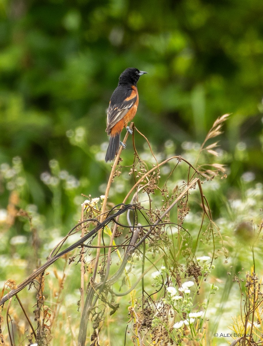 Orchard Oriole - ML620232494