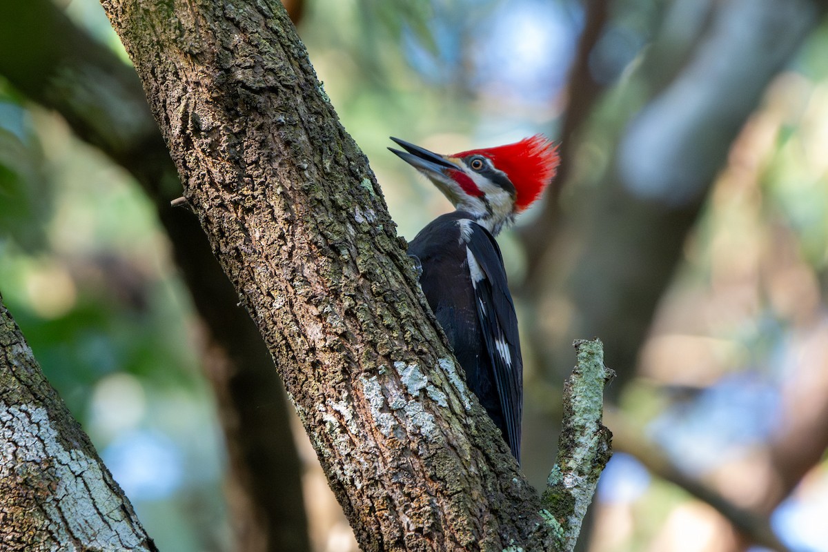 Pileated Woodpecker - ML620232515