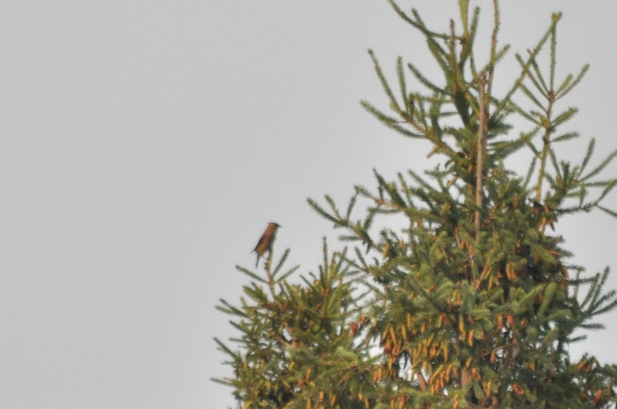 Cedar Waxwing - ML620232519