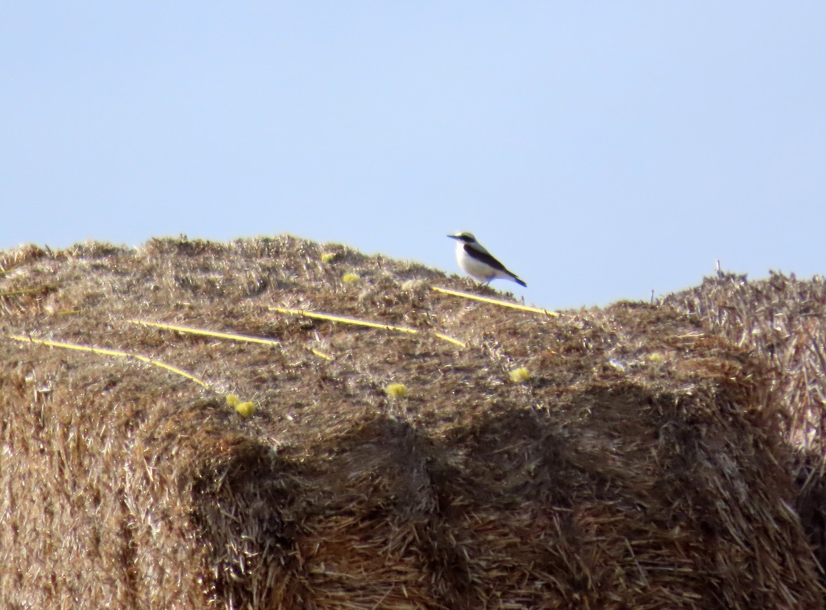 Northern Wheatear - ML620232538