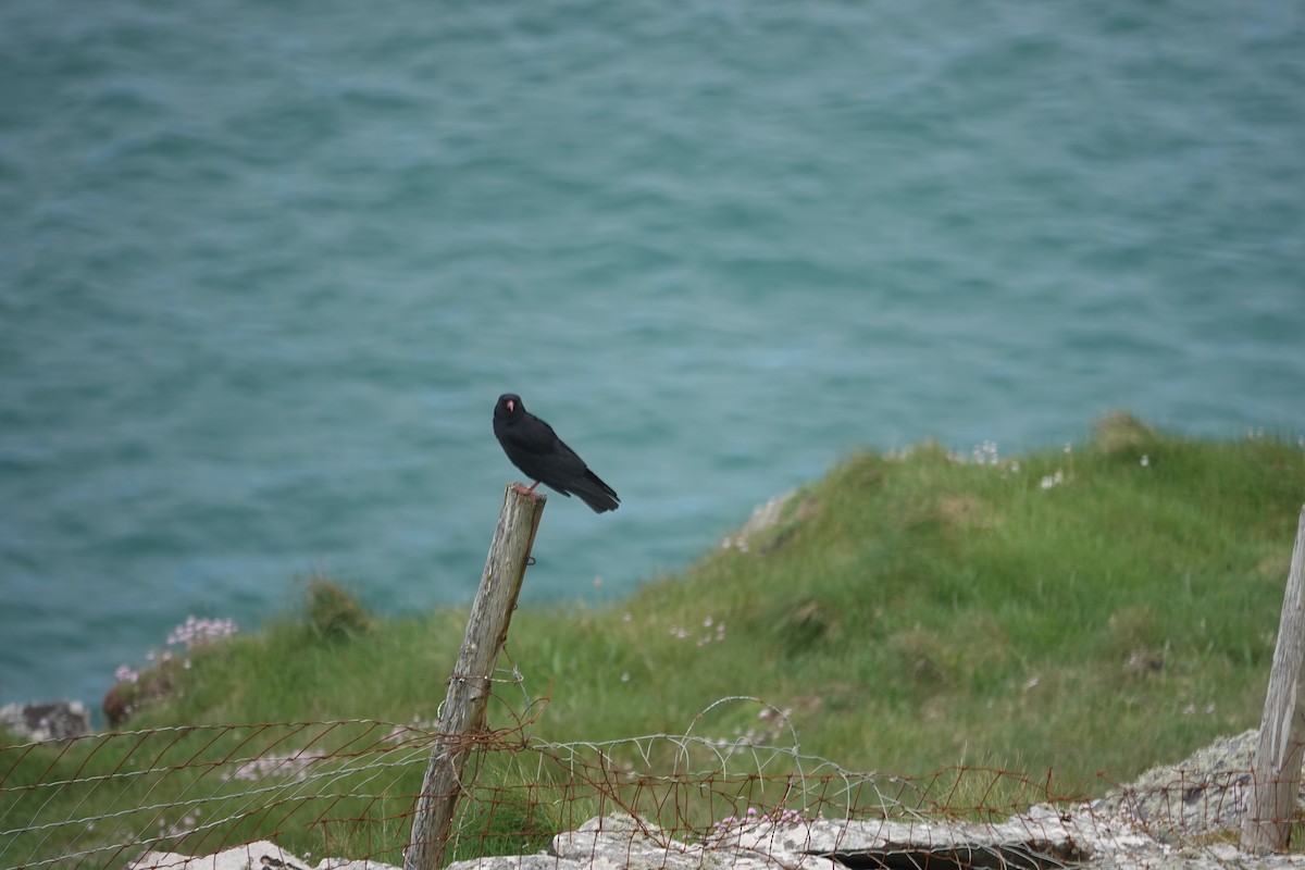 Red-billed Chough - ML620232545