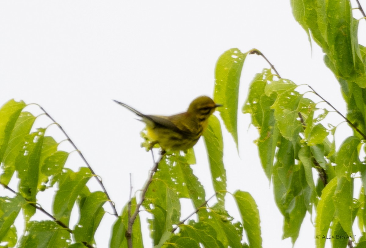 Prairie Warbler - ML620232563