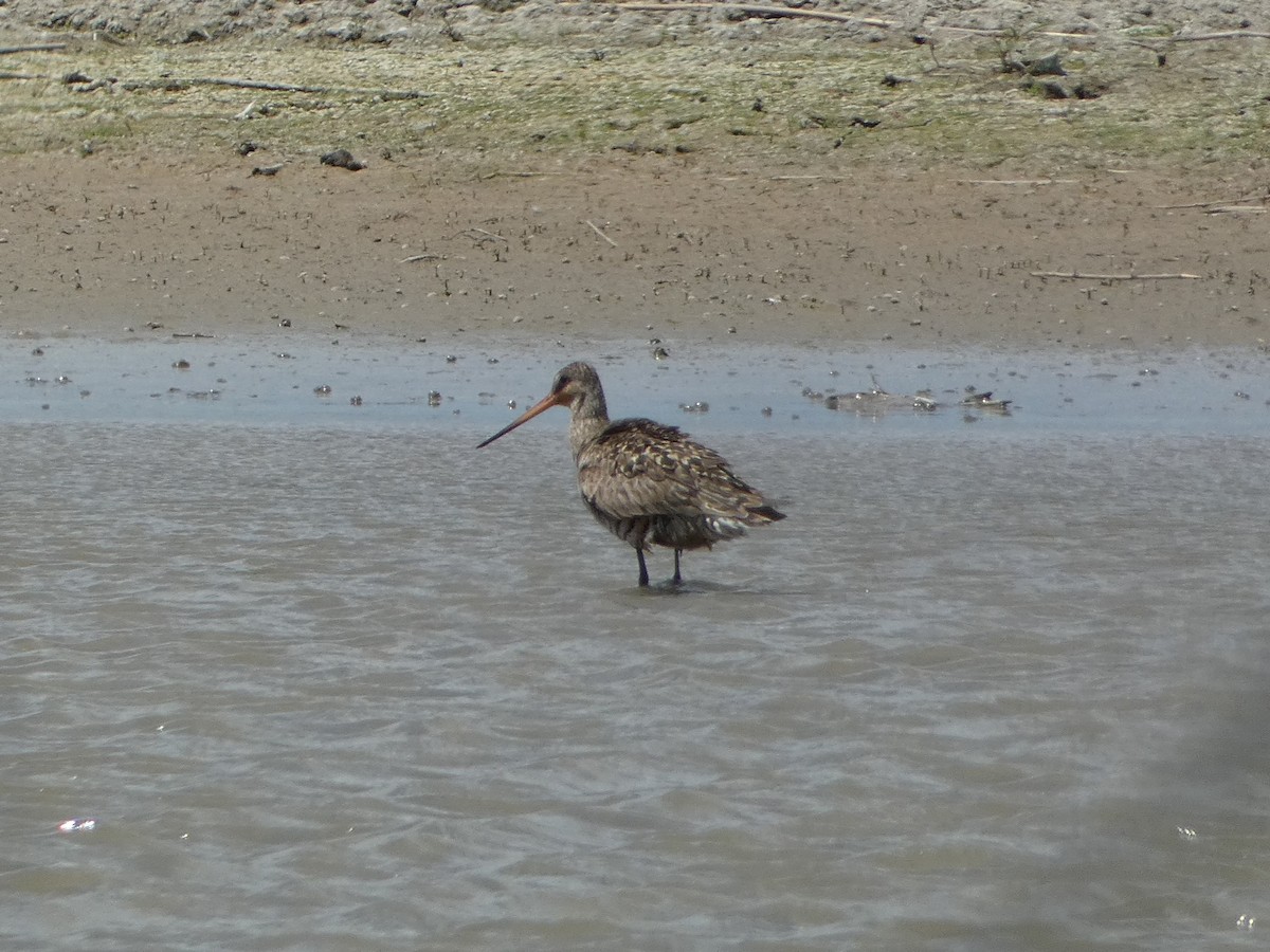 Hudsonian Godwit - ML620232576