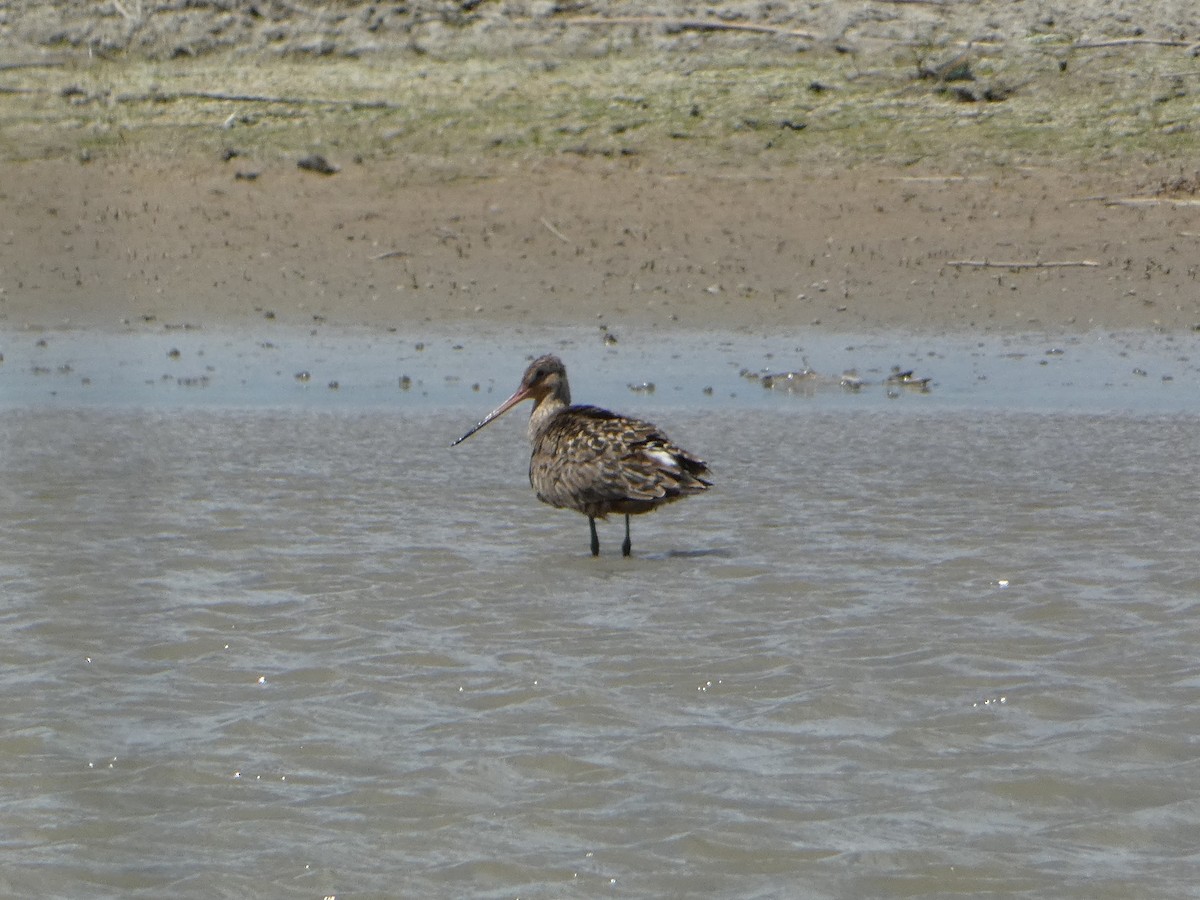 Hudsonian Godwit - ML620232578