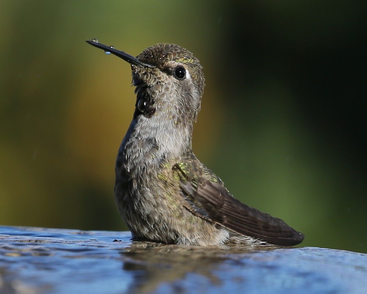 hummingbird sp. - ML620232584