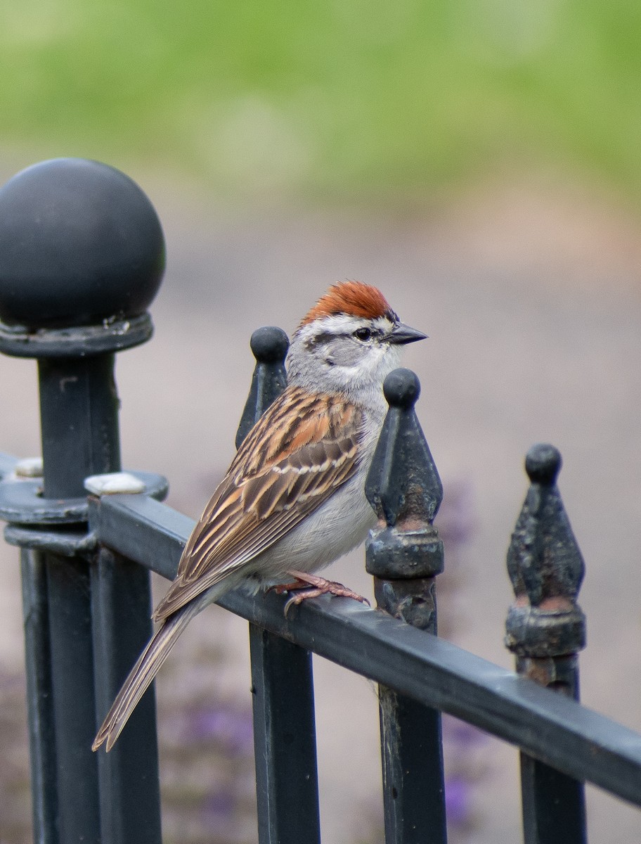 Chipping Sparrow - ML620232588