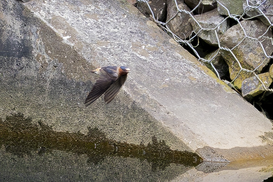 Cliff Swallow - Kelly Roy