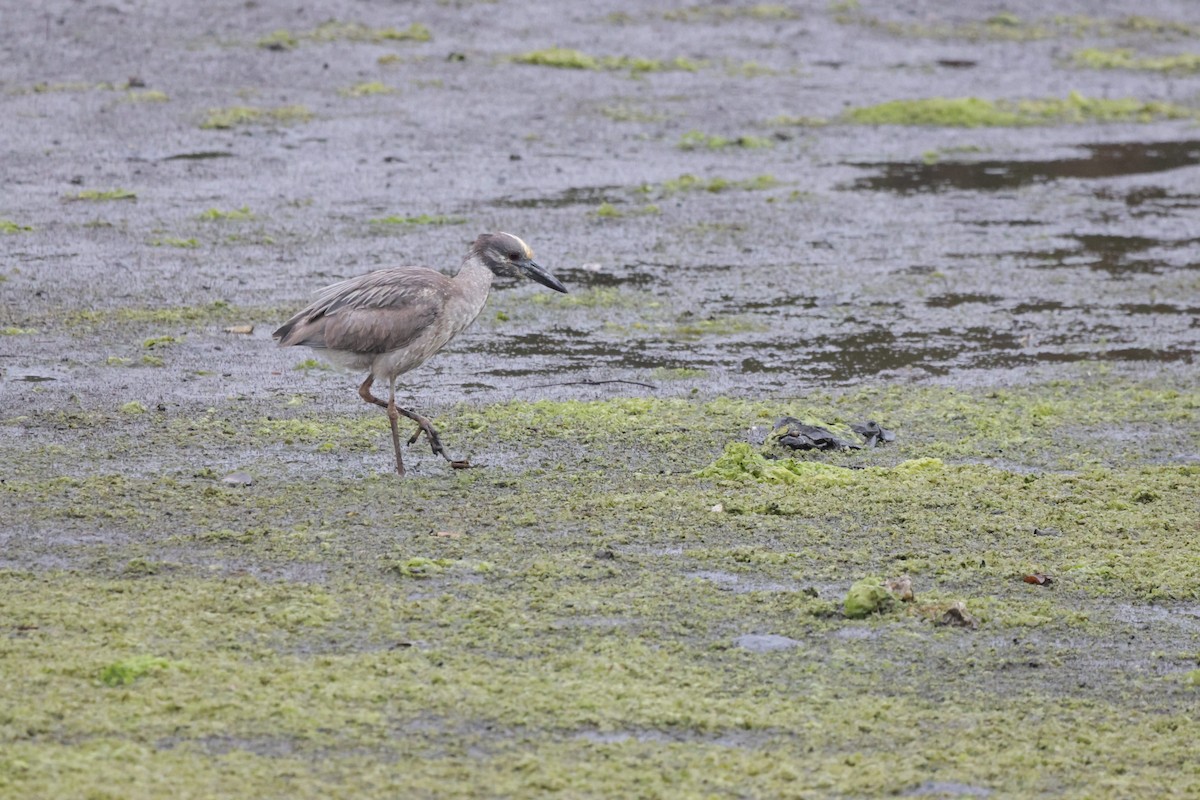 Yellow-crowned Night Heron - ML620232593