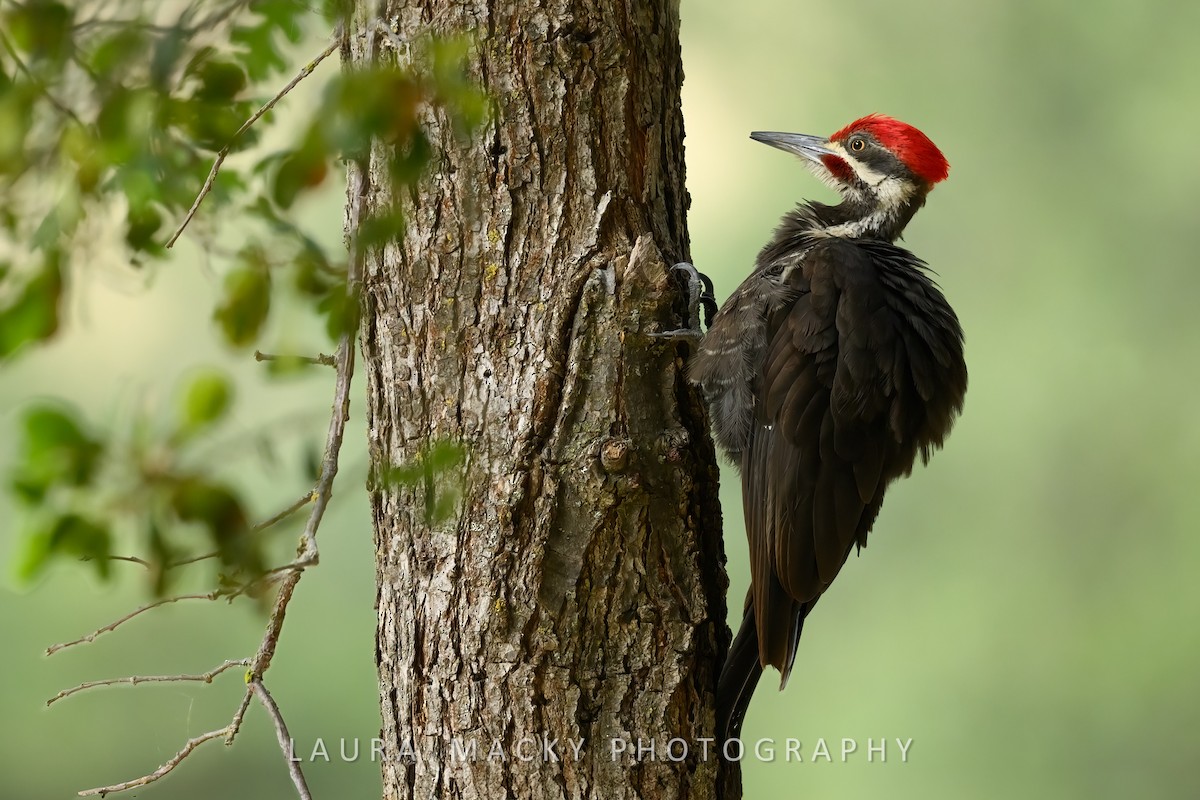 Pileated Woodpecker - ML620232601