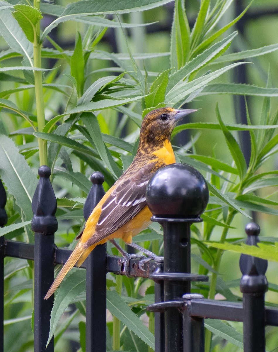 Baltimore Oriole - ML620232619