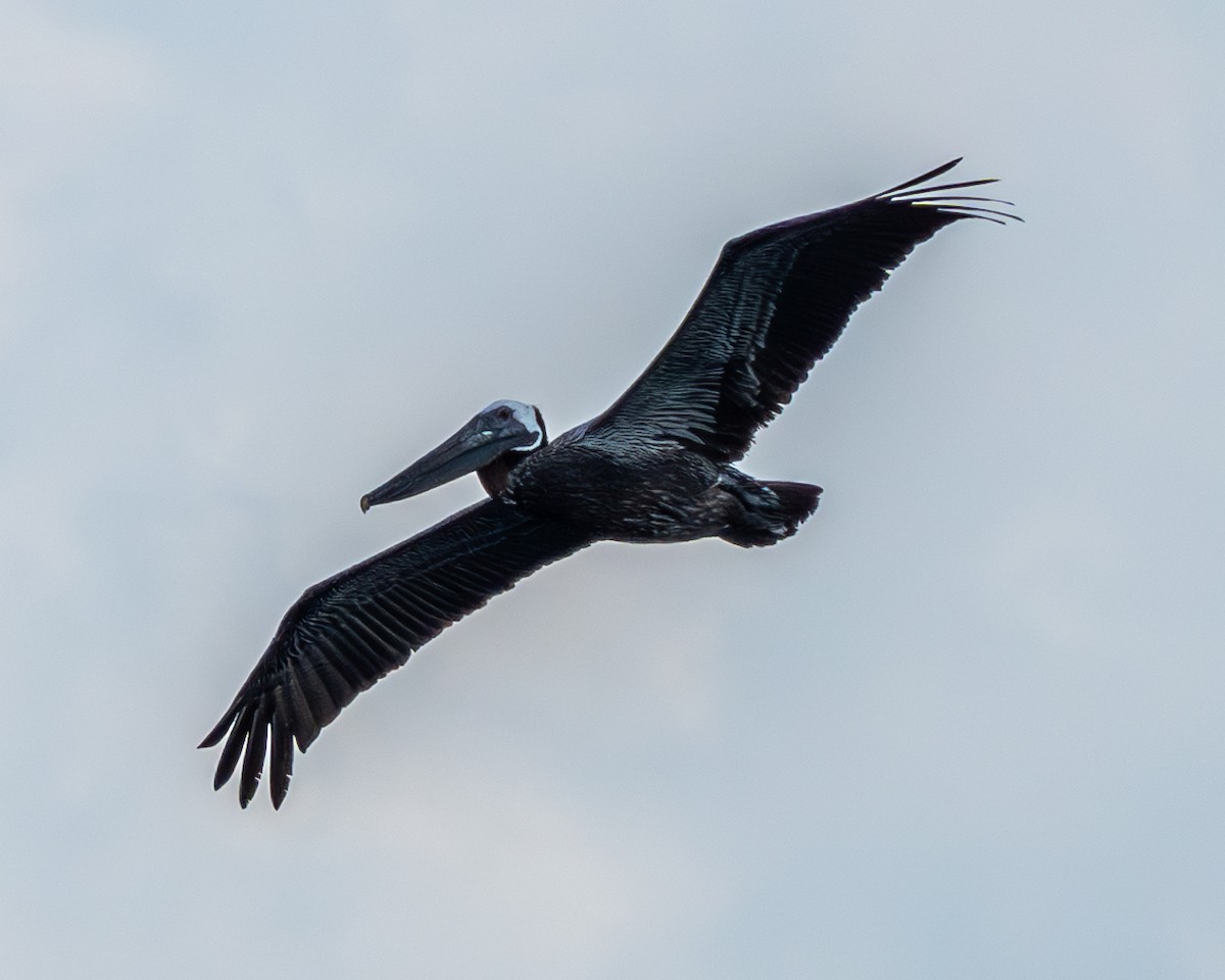 Brown Pelican - ML620232620