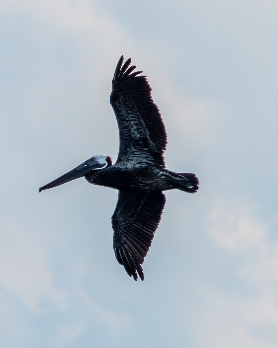 Brown Pelican - ML620232621