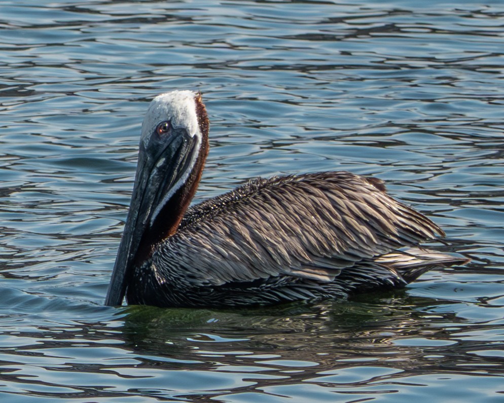 Brown Pelican - ML620232622