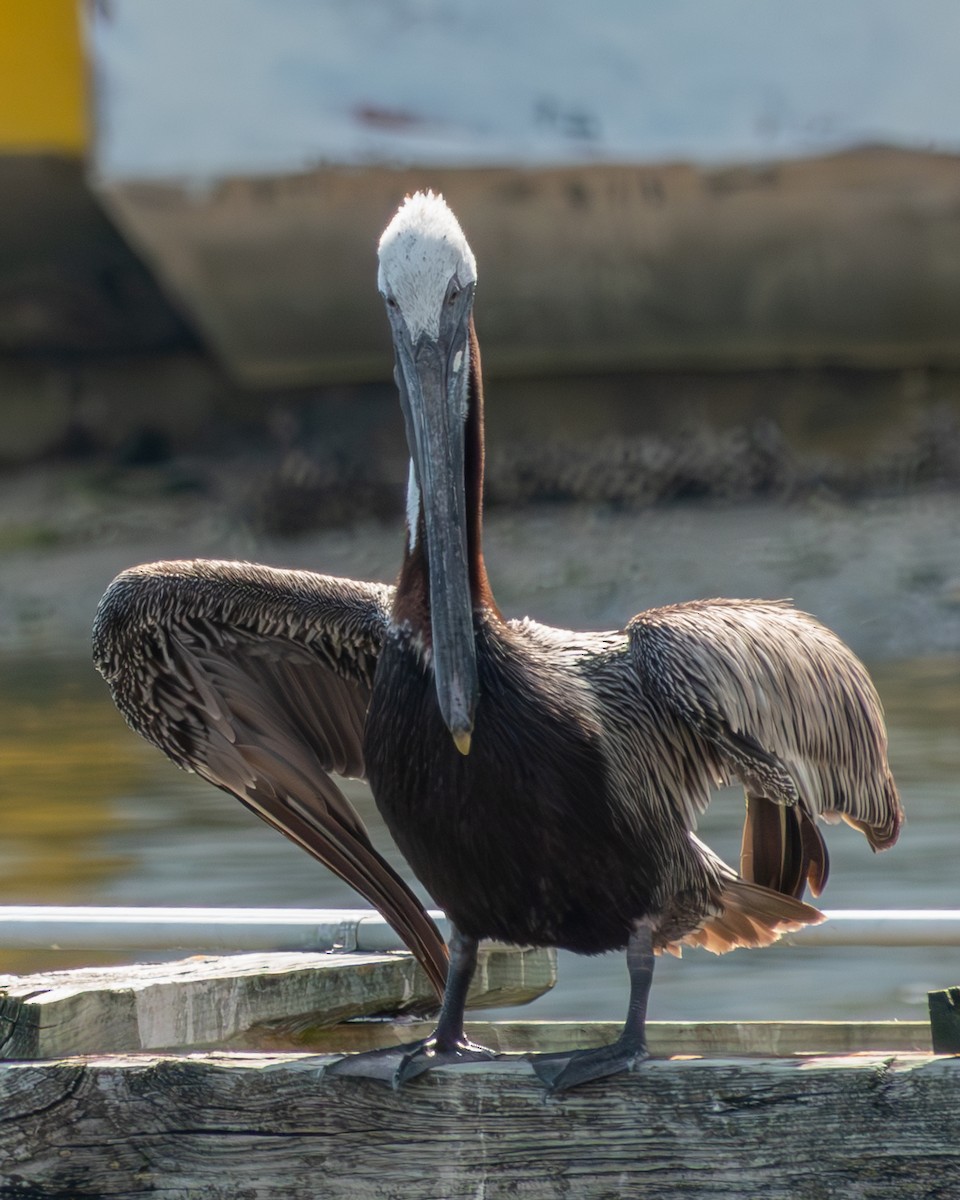 Brown Pelican - ML620232624