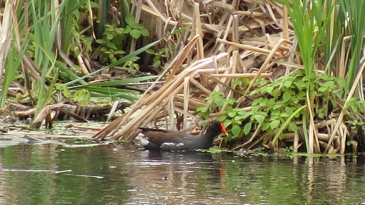 Gallinule d'Amérique - ML620232627