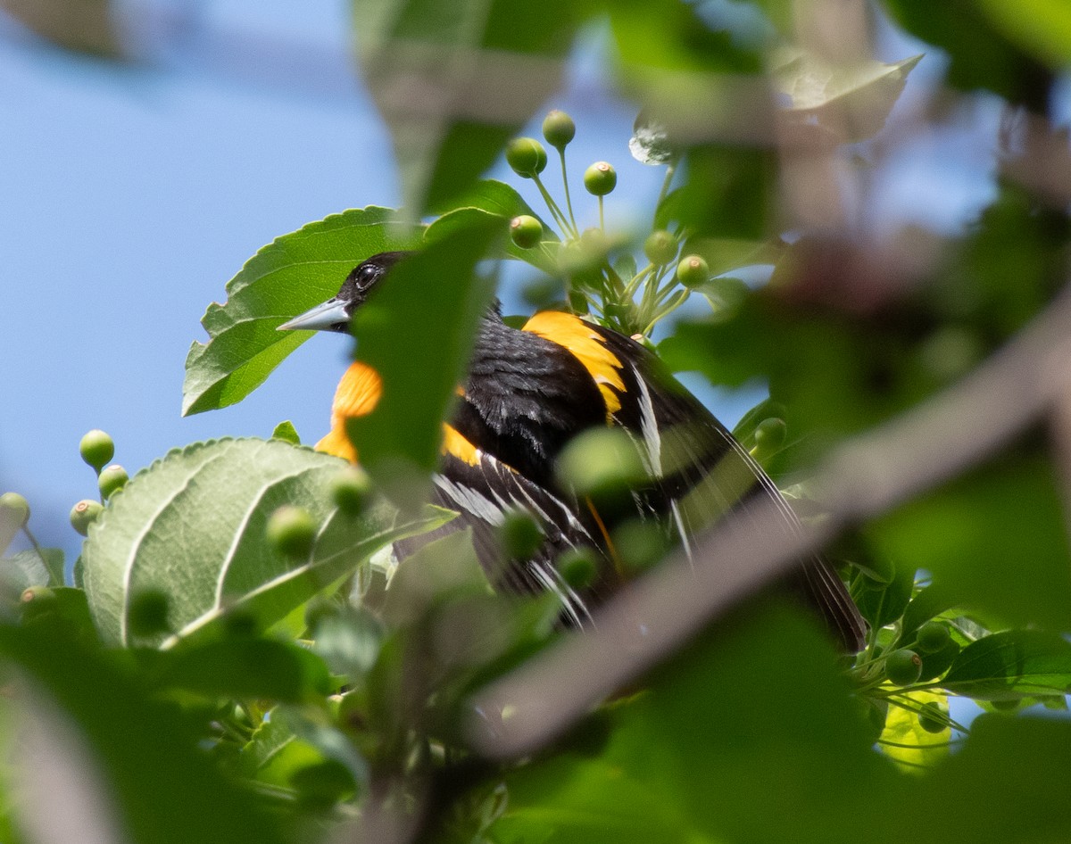 Baltimore Oriole - ML620232628