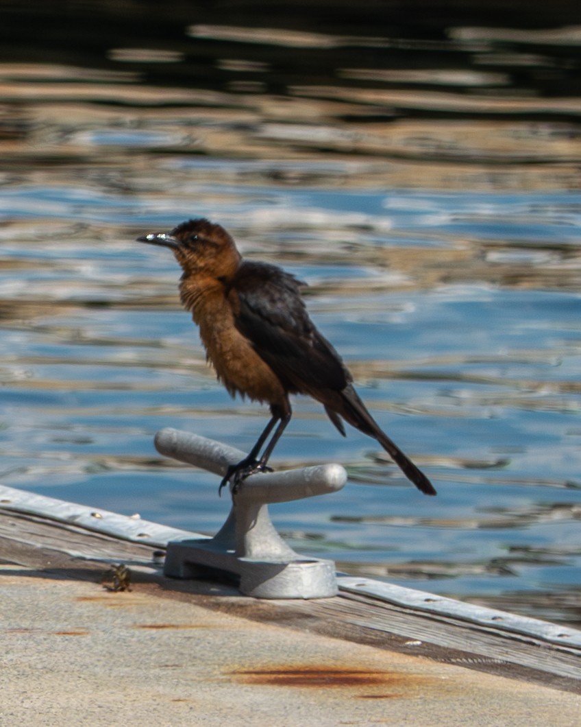 Boat-tailed Grackle - ML620232633