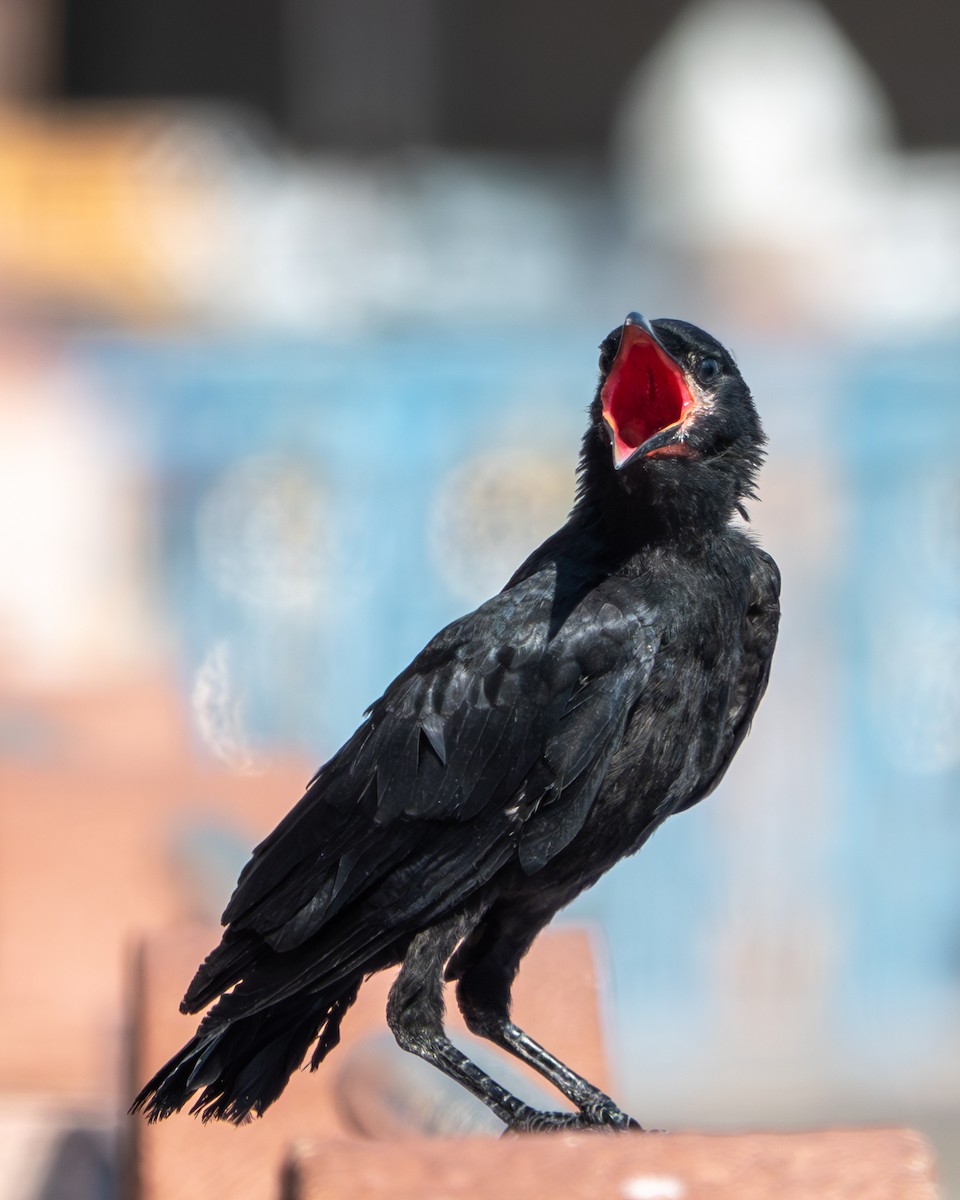 American Crow - ML620232641