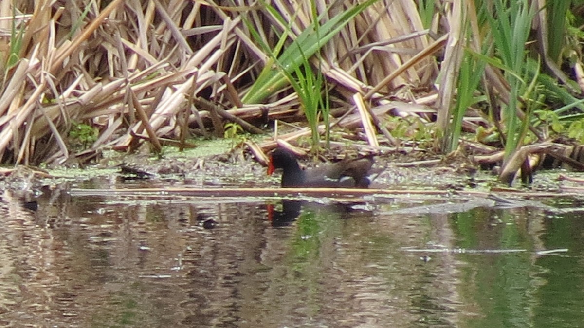 Gallinule d'Amérique - ML620232642