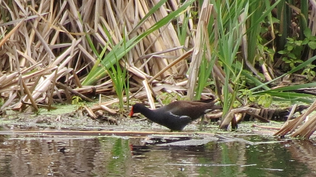 Common Gallinule - ML620232645