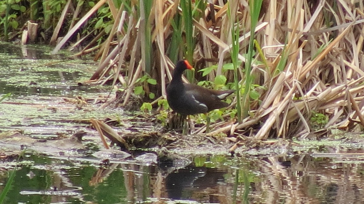 Common Gallinule - ML620232646