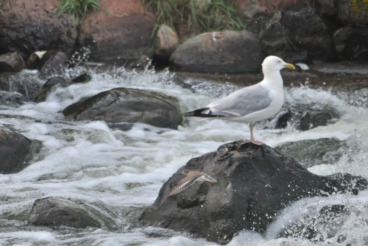 Spotted Sandpiper - ML620232648