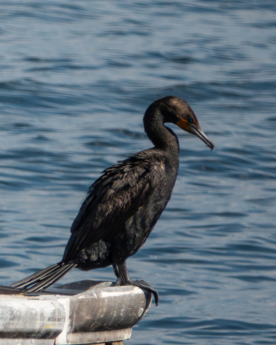 Cormorán Orejudo - ML620232649