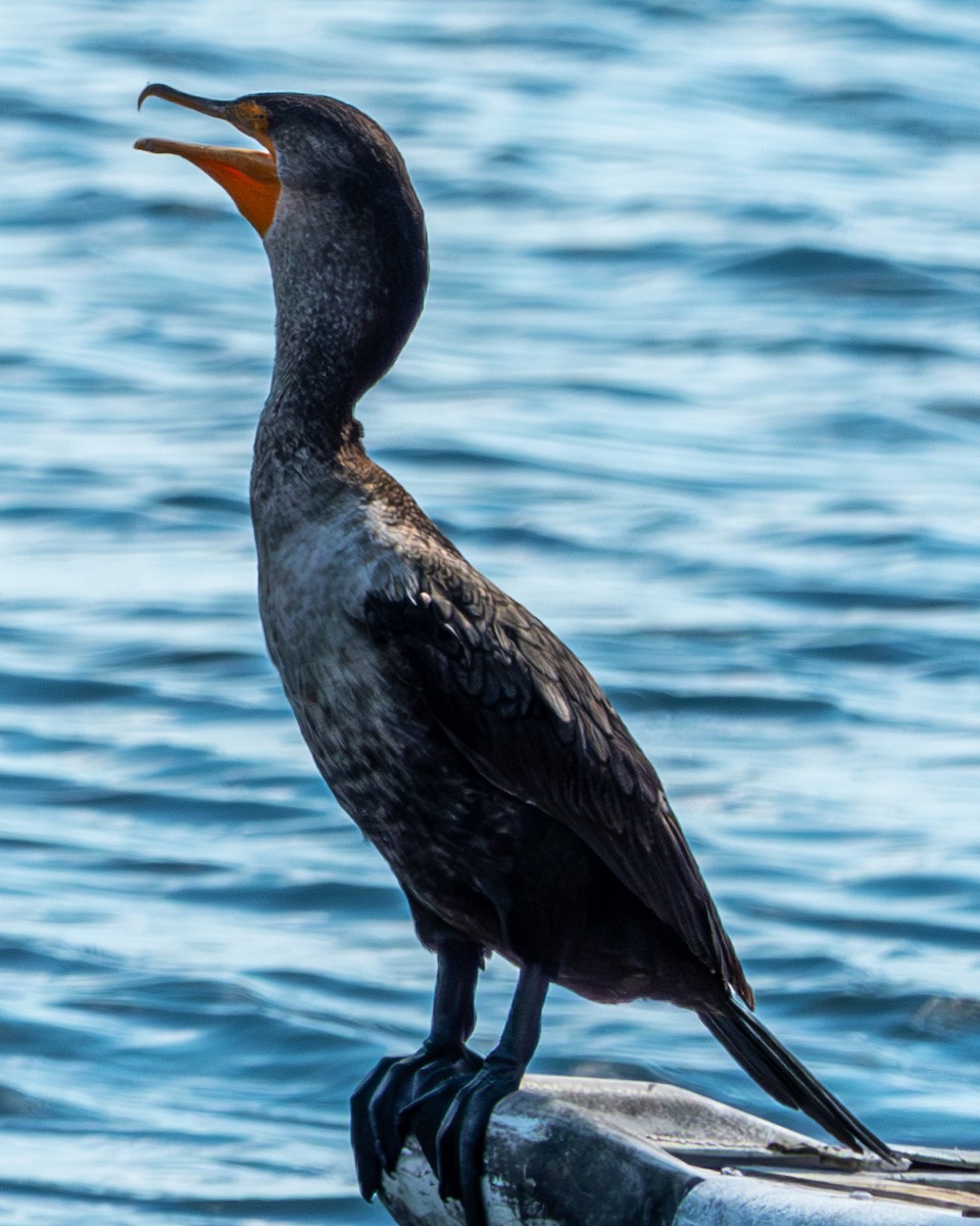 Cormoran à aigrettes - ML620232650