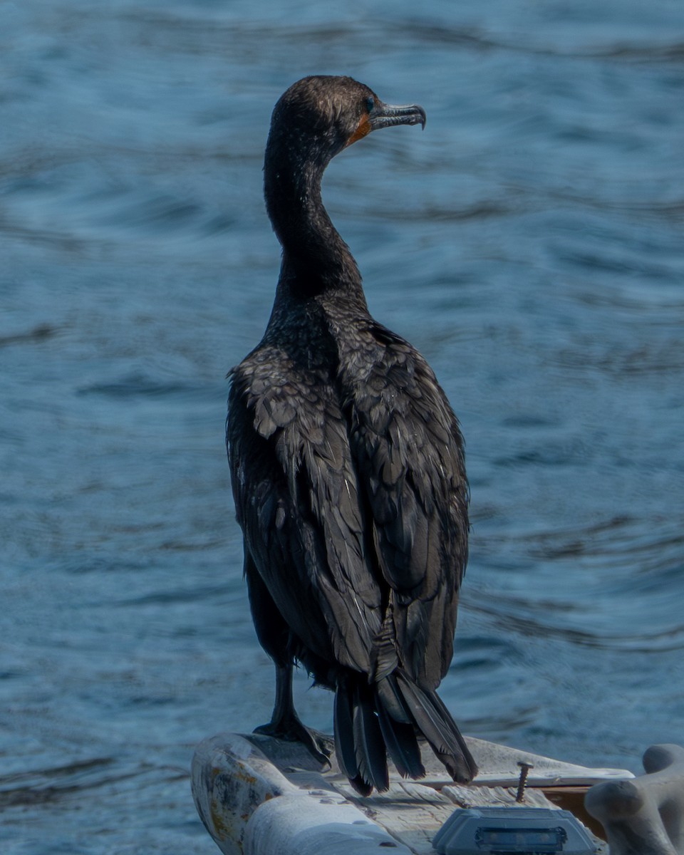 Cormoran à aigrettes - ML620232652