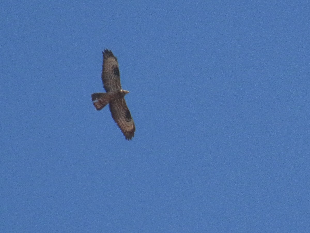 European Honey-buzzard - ML620232661