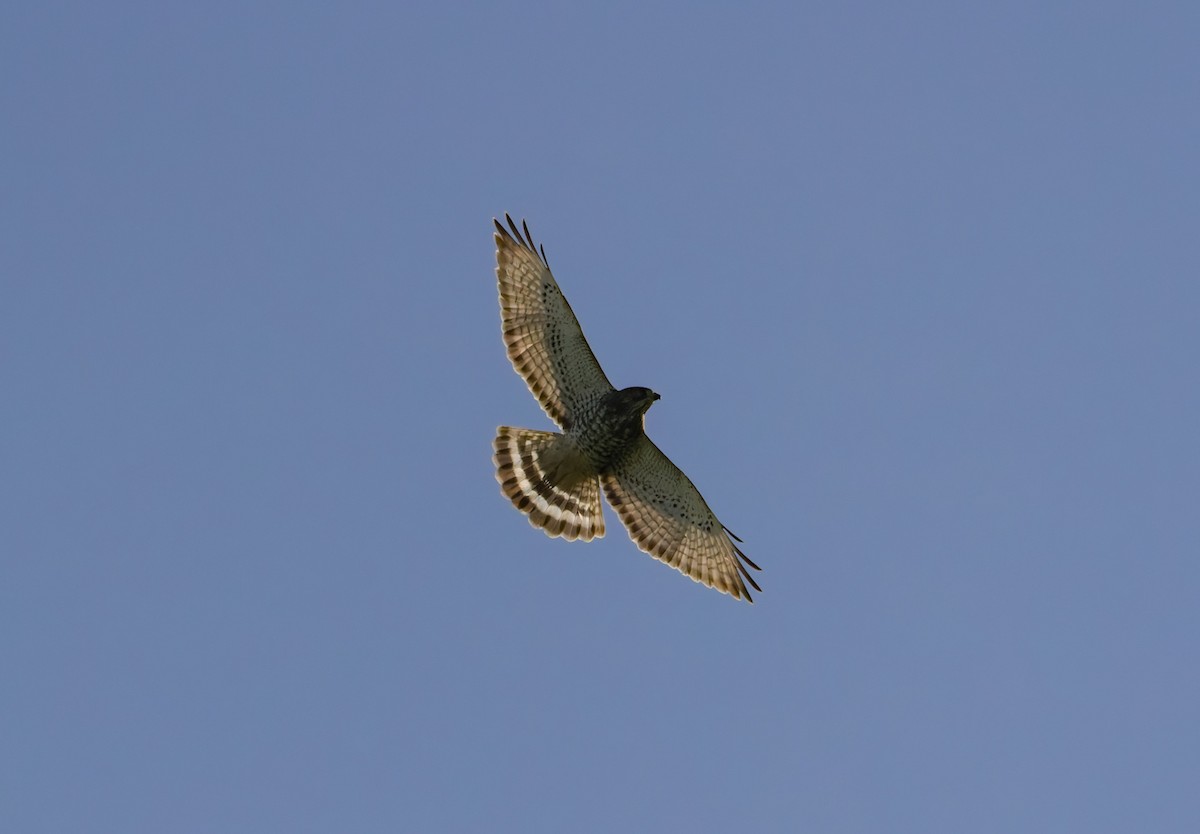 Broad-winged Hawk - ML620232662