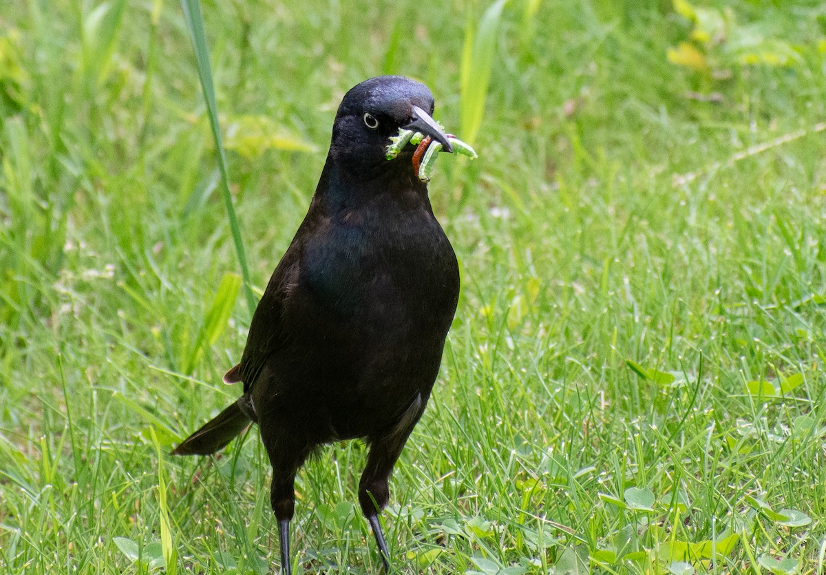 Common Grackle - ML620232678