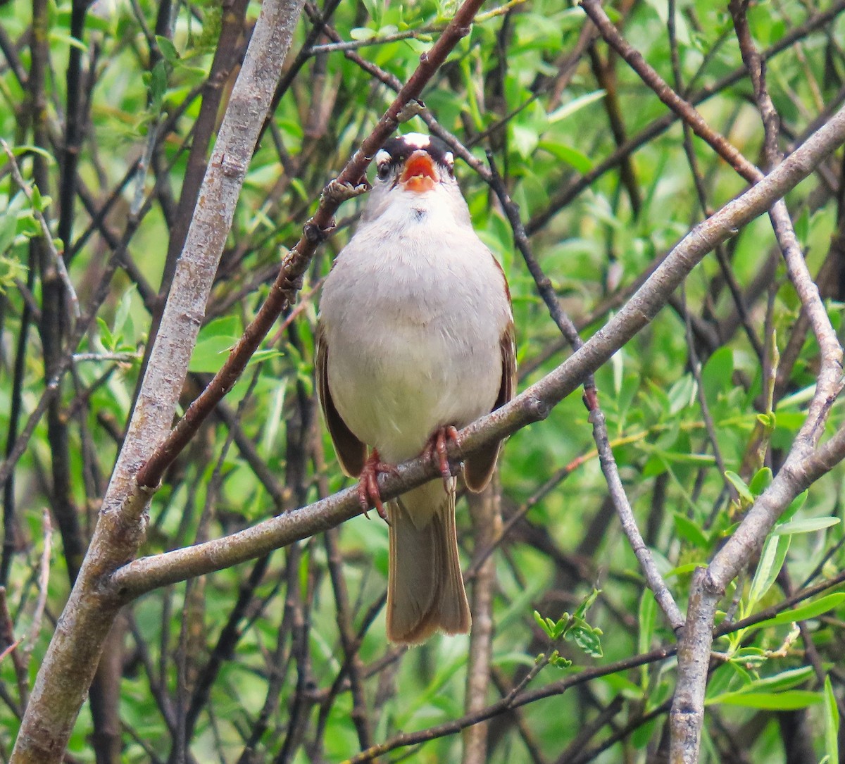 White-crowned Sparrow - ML620232679