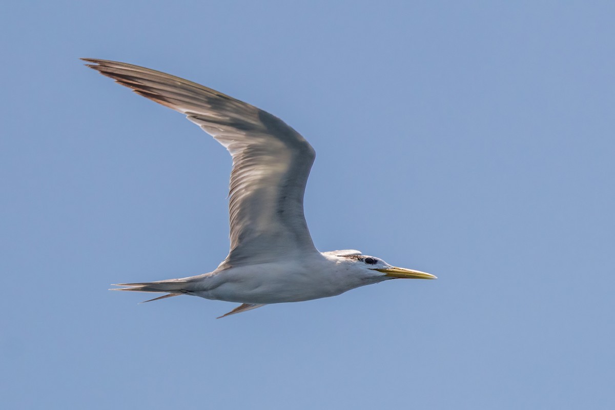 Great Crested Tern - ML620232685