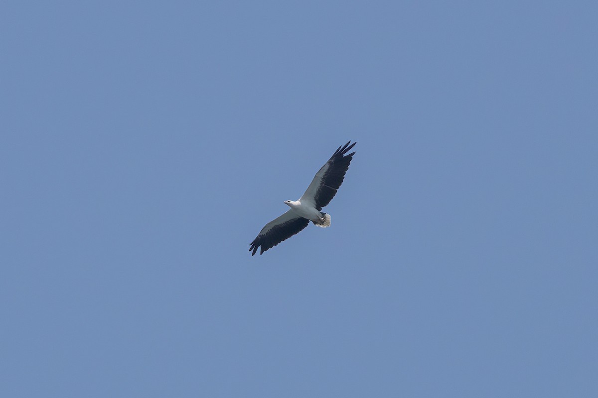 White-bellied Sea-Eagle - ML620232696