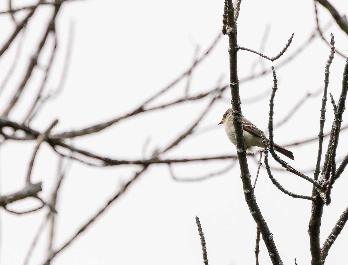 Eastern Wood-Pewee - ML620232701