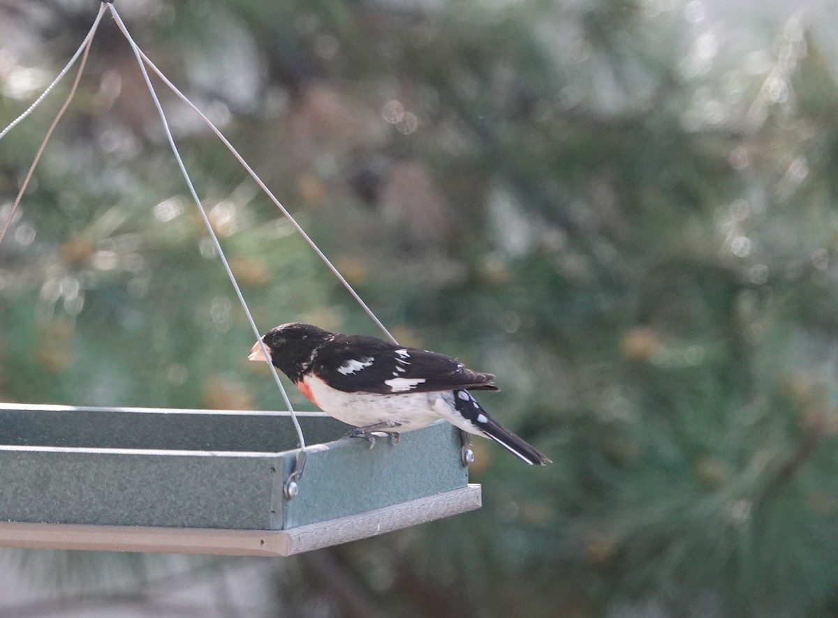 Rose-breasted Grosbeak - ML620232703