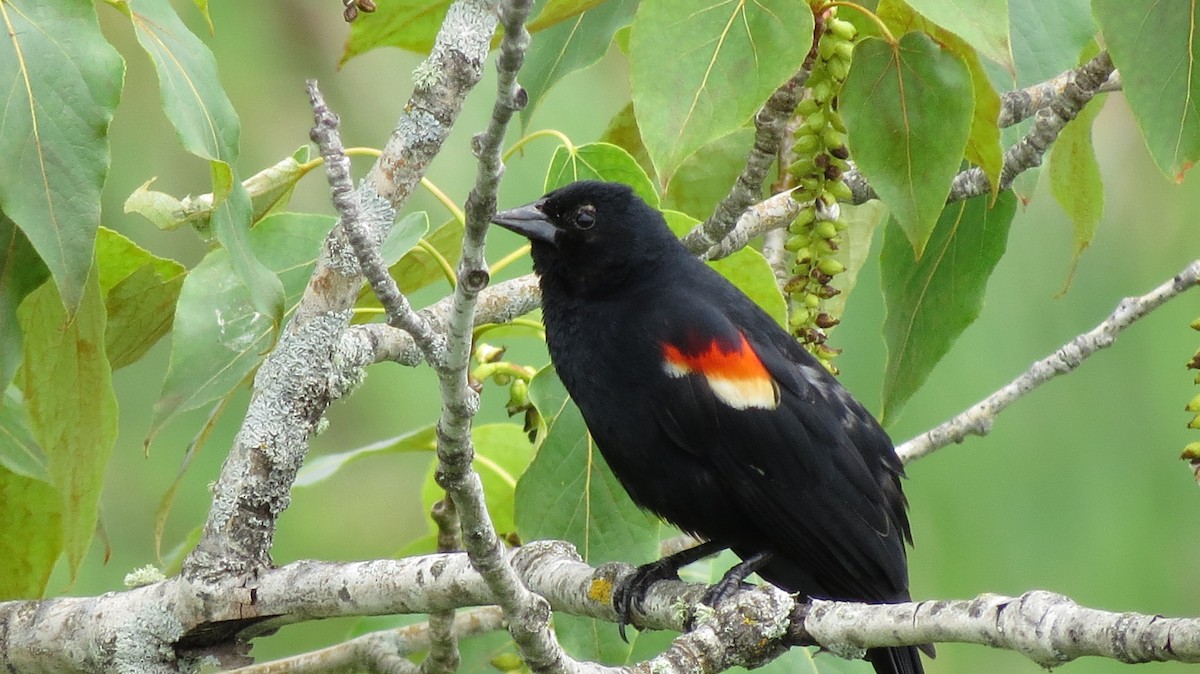 Red-winged Blackbird - ML620232704