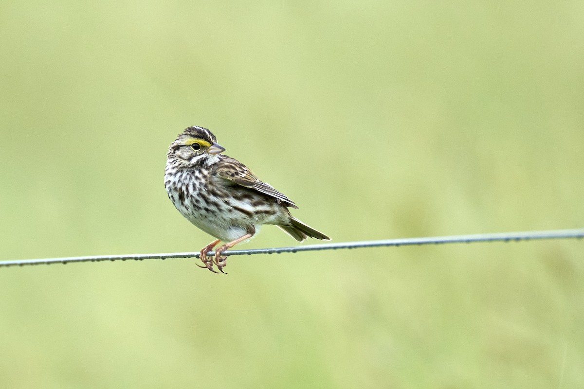 Savannah Sparrow (Savannah) - ML620232711