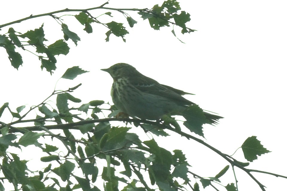 Tree Pipit - ML620232712