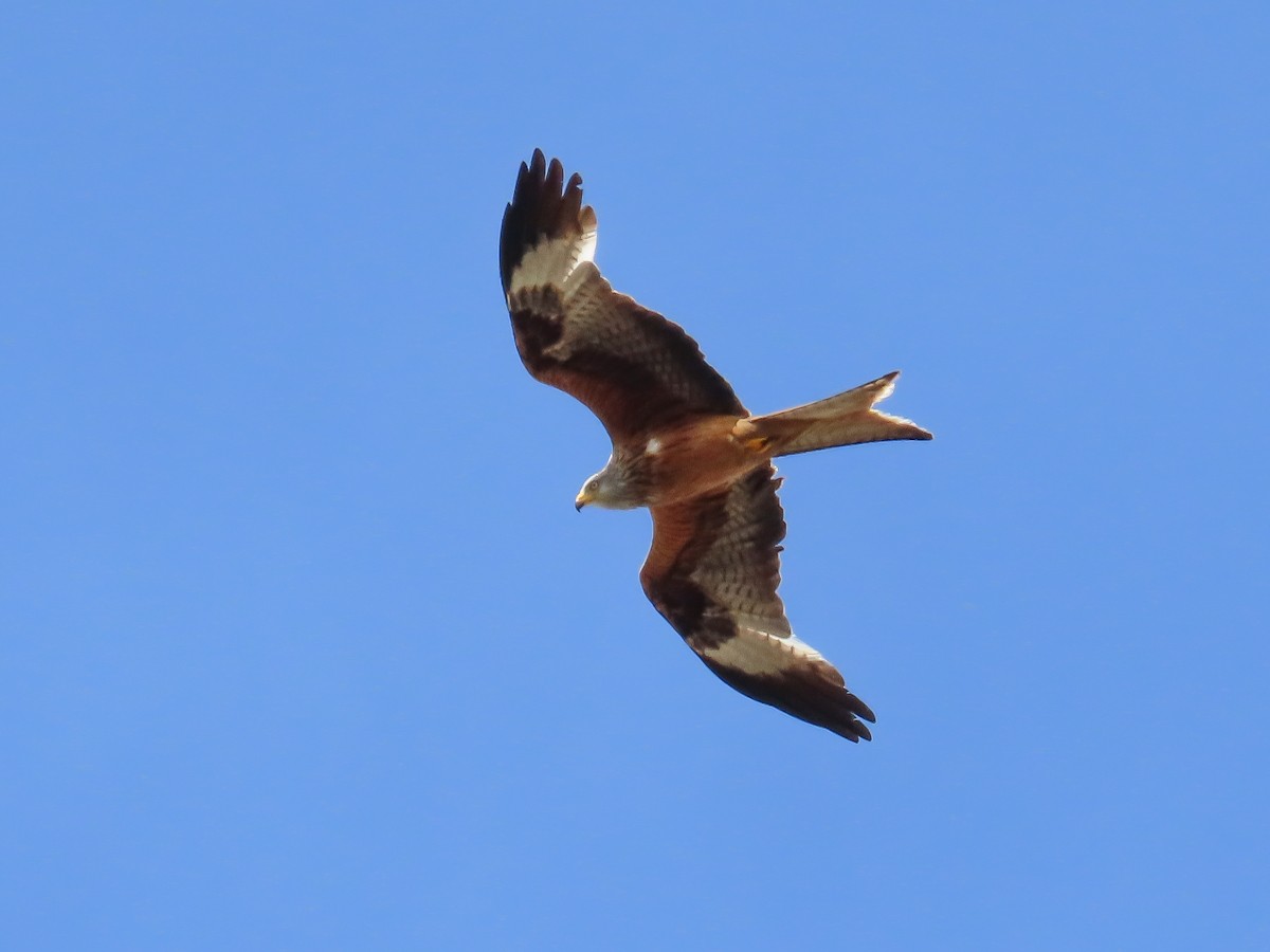 Red Kite - ML620232718