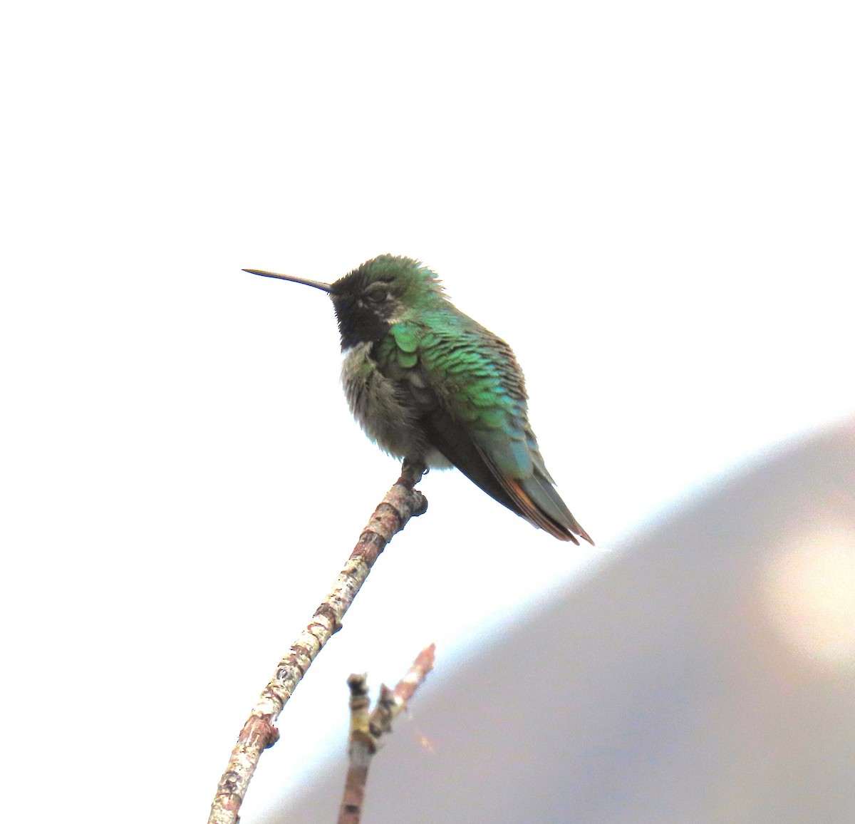 Broad-tailed Hummingbird - ML620232721