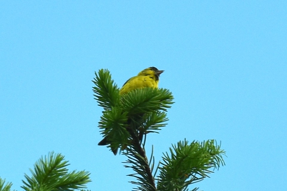 Eurasian Siskin - ML620232722