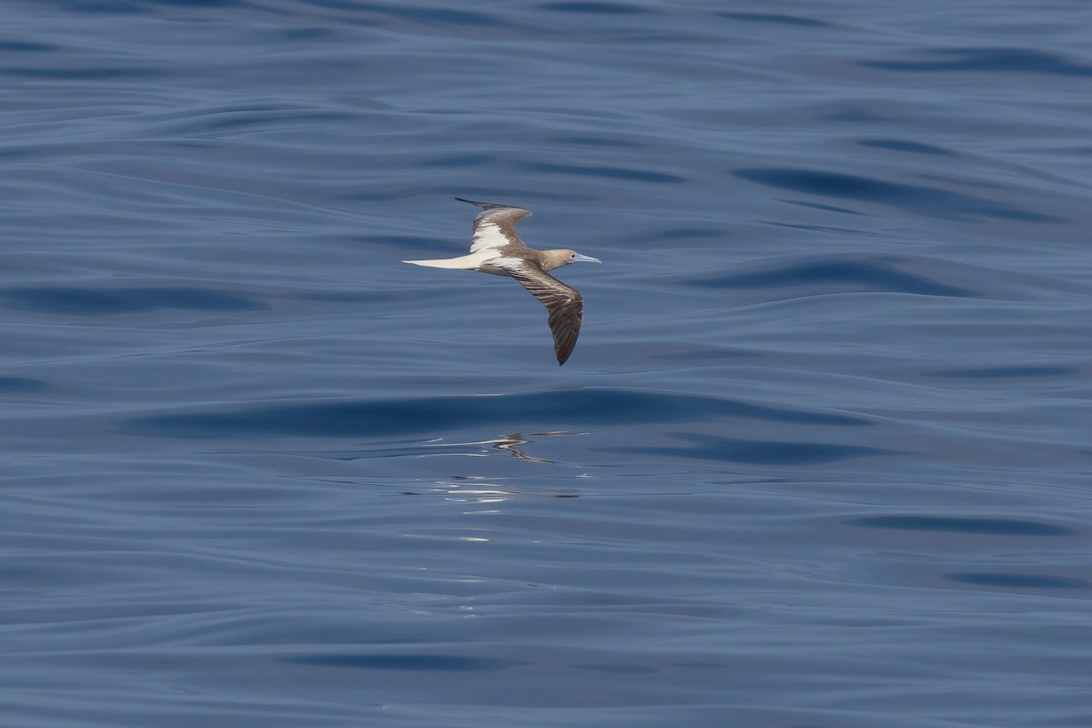 Red-footed Booby (Indopacific) - ML620232727