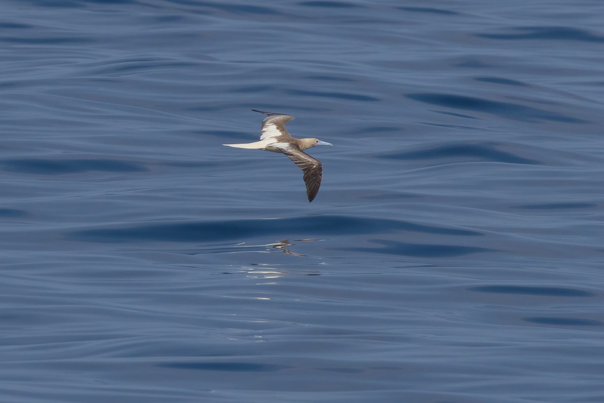 Piquero Patirrojo (rubripes) - ML620232727