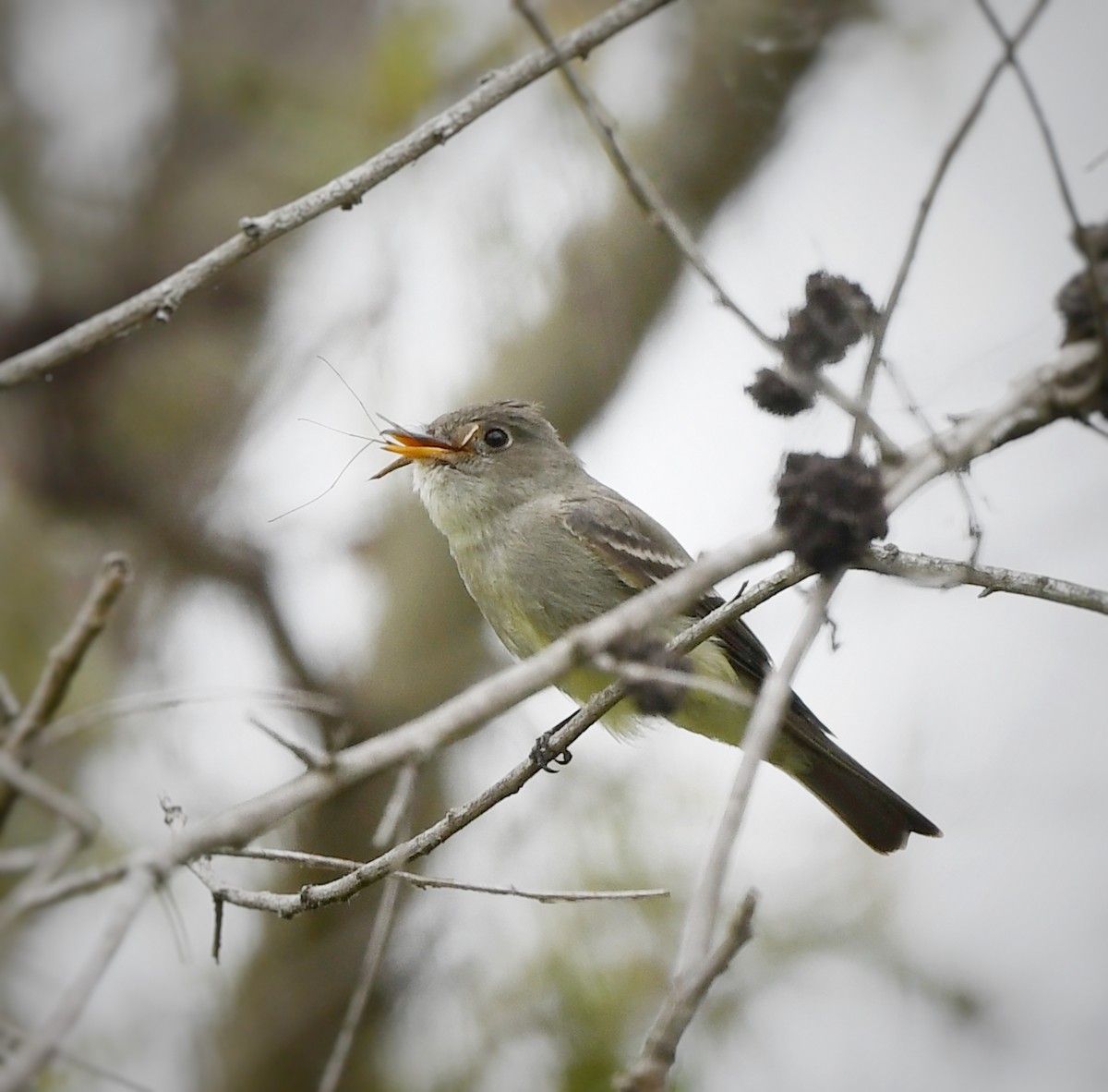 Eastern Wood-Pewee - ML620232729