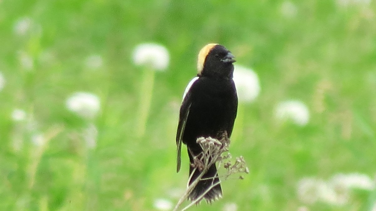 bobolink americký - ML620232730