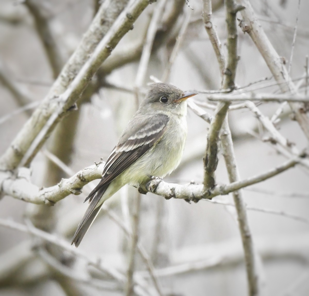 Eastern Wood-Pewee - ML620232738